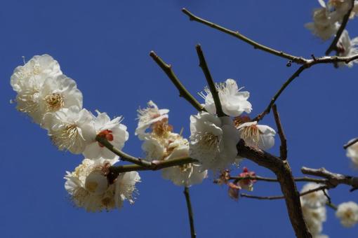 快晴の青空に映える桜の枝|春の爽やかさ 快晴の青空に映える桜の枝|春の爽やかさの写真