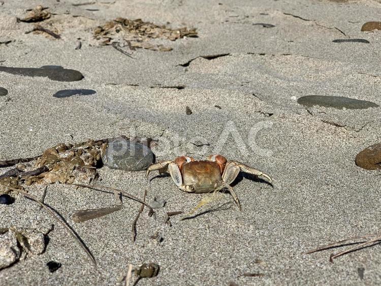 どこまで行くのかな？ 海,蟹,カニの写真素材