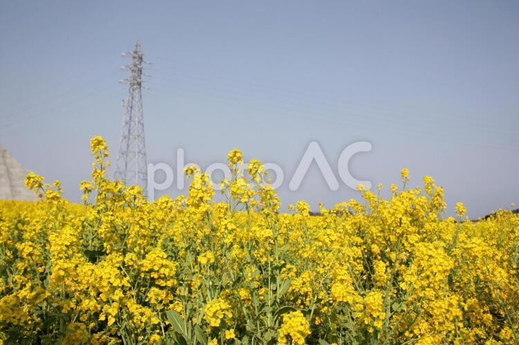 菜の花畑と鉄塔 菜の花,菜の花畑,花畑の写真素材