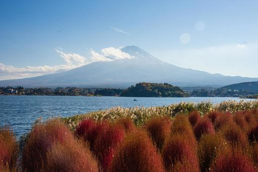 秋の河口湖 コキア越しの富士山 秋の河口湖 コキア越しの富士山の写真