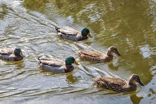 諫早御書院庭園の真鴨 鴨,マガモ,オスの写真素材
