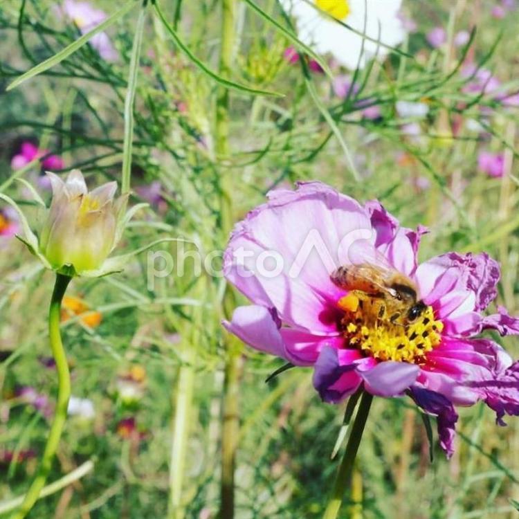 コスモスの上にみつばち コスモス,ハチ,蜂の写真素材