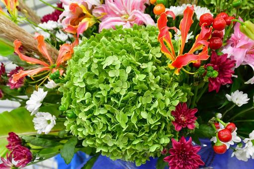 アナベル　アジサイ アナベル,スプレーマム,トウガラシコニカルの写真素材