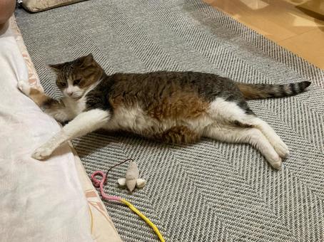 わが家のネコE わが家のネコE ねこ,かわいい,いとおしいの写真素材