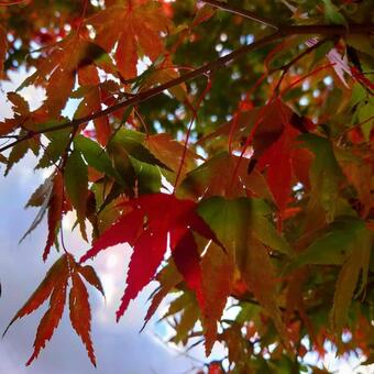 色とりどりの紅葉 色とりどりの紅葉の写真