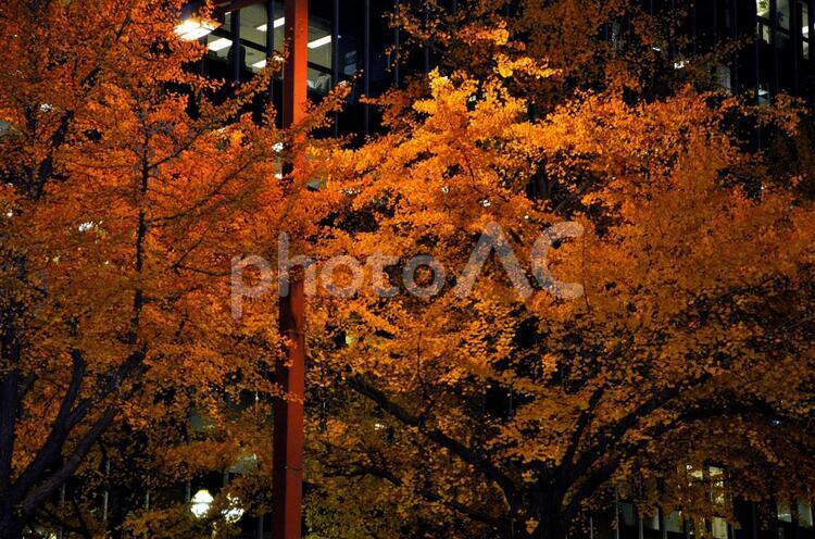 夜の銀杏並木 イチョウ,クリスマス,銀杏の写真素材