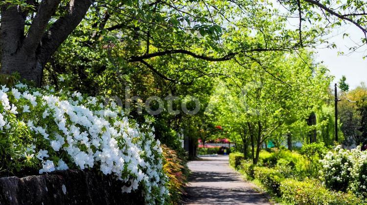 なぎさ公園付近の歩道・ツツジ（江戸川区） 春,ツツジ,白色の写真素材
