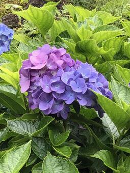紫陽花 紫陽花の写真