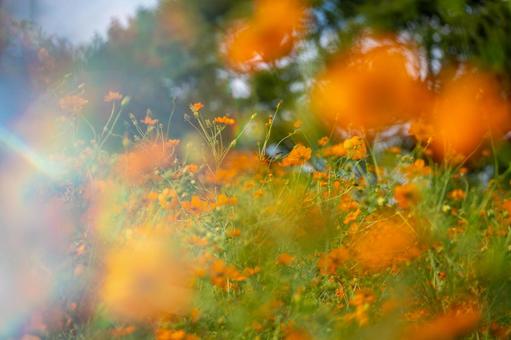 東京都 昭和記念公園に咲くコスモス 東京都 昭和記念公園に咲くコスモス 植物,花,コスモス畑の写真素材