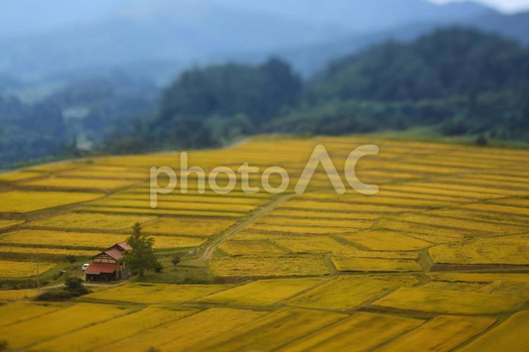 田んぼ_稲刈り 田んぼ,稲,秋の写真素材