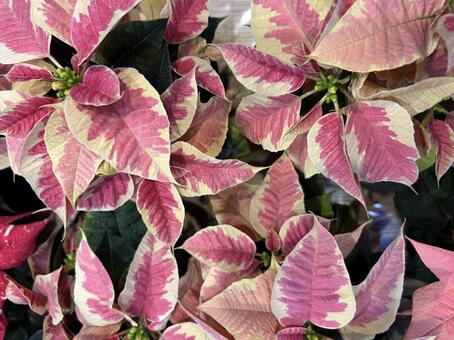 ポインセチア クリスマス,植物,赤の写真素材