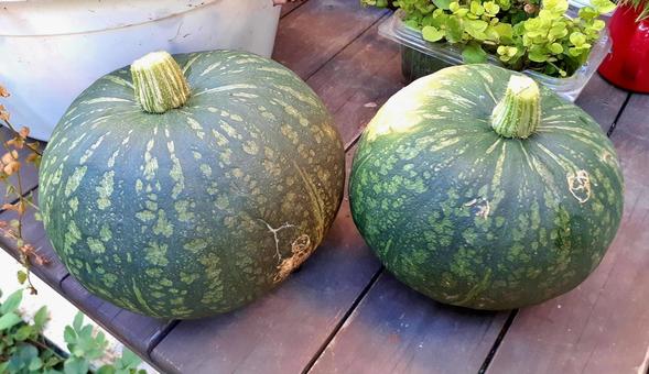家庭菜園*収穫した南瓜 家庭菜園*収穫した南瓜 カボチャ,パンプキン,野菜の写真素材