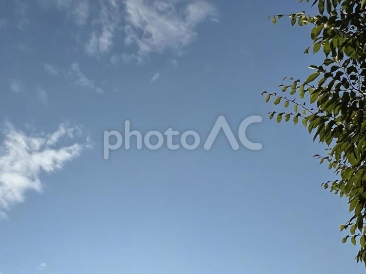 夏の午後の青空 夏,午後,青空の写真素材