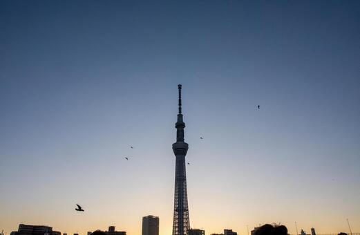 夜明けのスカイツリー スカイツリー,元旦,正月の写真素材