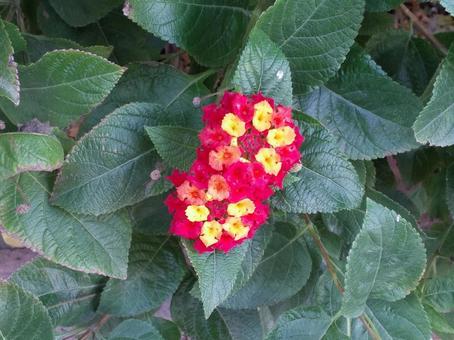 花 花,葉,葉っぱの写真素材