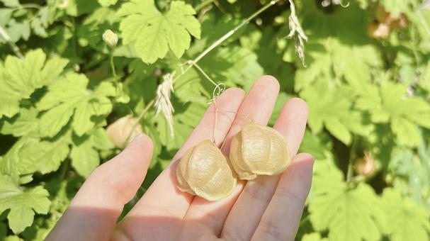 実が色付いてきた風船かずらを手に持つ人 実が色付いてきた風船かずらを手に持つ人 フウセンカズラ,実,茶色の写真素材