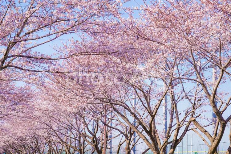 満開の桜と晴天の青空（調布飛行場） 桜,青空,晴天の写真素材