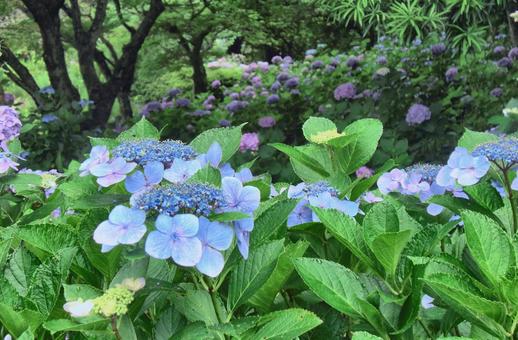 アジサイの花-2 アジサイの花-2の写真