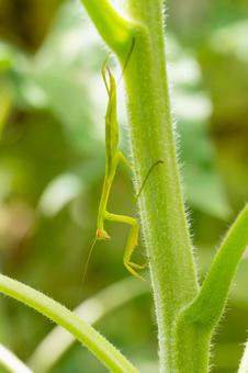 ひまわりの茎にとまるカマキリの幼虫 ひまわりの茎にとまるカマキリの幼虫の写真