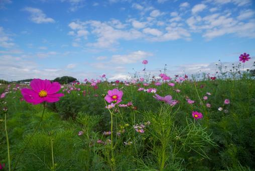 中宮寺跡のコスモス 風景,秋,10月の写真素材
