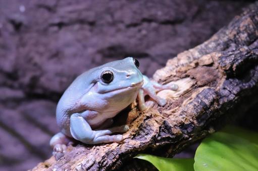 A serious-looking tree frog, JPG