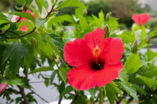 赤いハイビスカスの花 赤いハイビスカスの花の写真