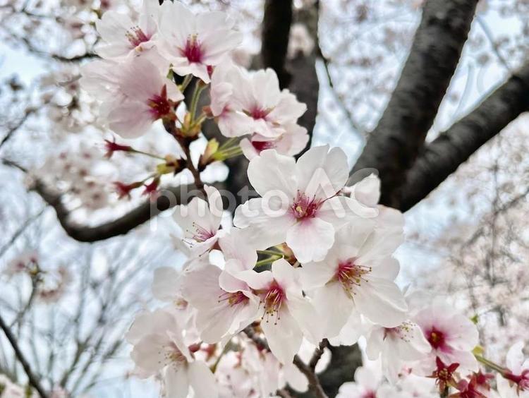 さくらさくら さくら,桜,sakuraの写真素材