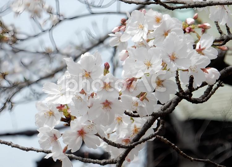 【桜の写真】桜が咲く風景 桜,さくら,サクラの写真素材