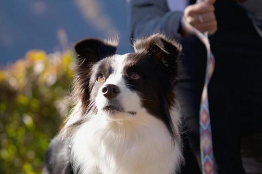 ボーダーコリーの写真