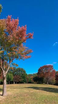 青空と紅葉 青空と紅葉の写真