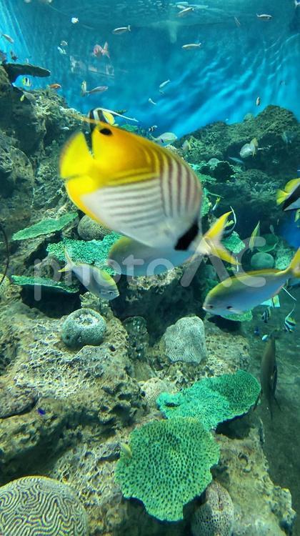 熱帯魚の泳ぐ美ら海 魚,さかな,サカナの写真素材