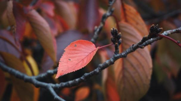 赤く染まる一枚の葉 葉,赤,枝の写真素材