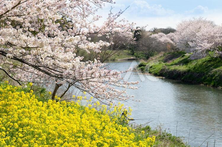 満開の桜と菜の花 桜,菜の花,お花見の写真素材