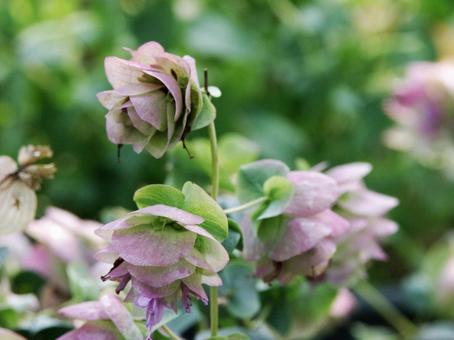 oregano, JPG oregano, JPG