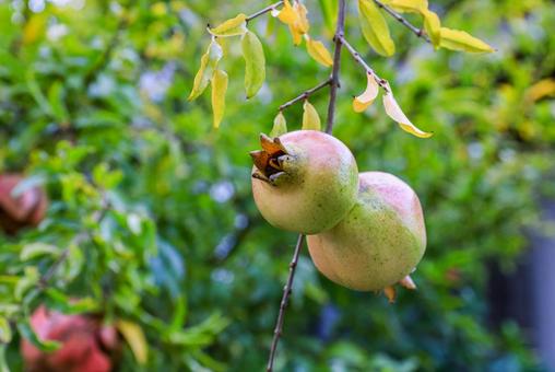 ざくろ ざくろ,食べ物,11月の写真素材