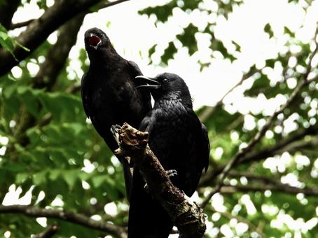 A parent and child crow holding onto a branch, JPG