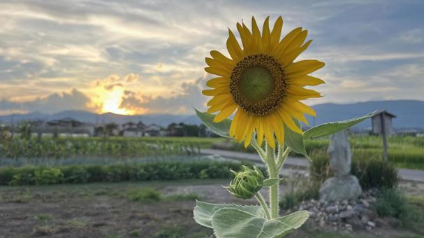 夏のひまわり 夏のひまわり 真夏日,猛暑,ひまわりの写真素材