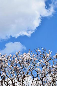 ＜春のイメージ＞梅の花 梅,花,梅の花の写真素材