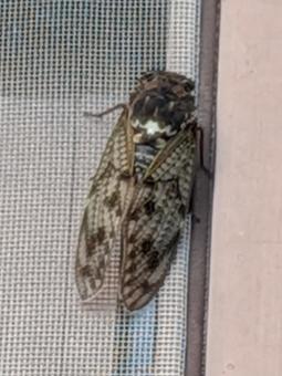 蝉しぐれ 蝉しぐれの写真