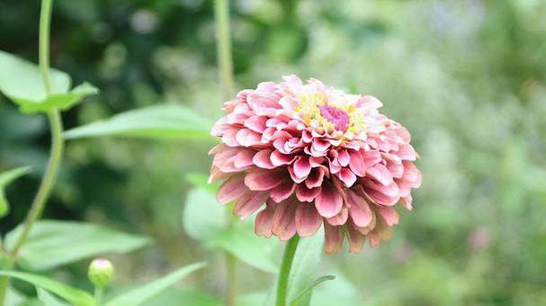 ヒャクニチソウの花 ヒャクニチソウの花の写真