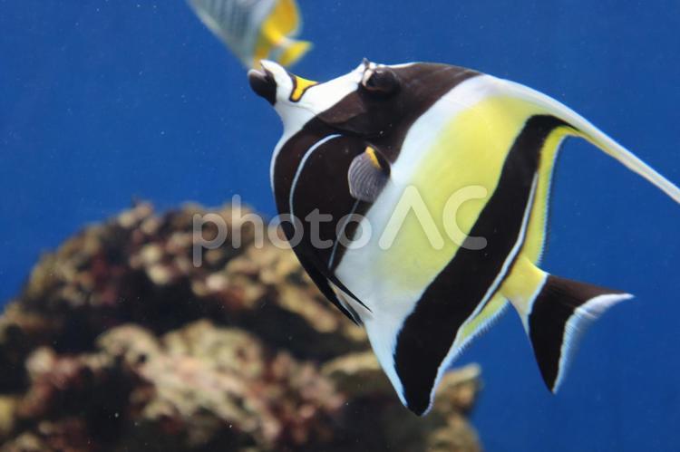 葛西臨海水族園の魚1 東京,葛西臨海水族園,水族園の写真素材