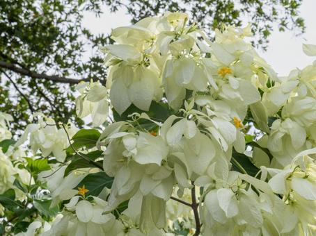 コンロンカは黄色い星型のお花 コンロンカは黄色い星型のお花 コンロンカ,お花,白の写真素材