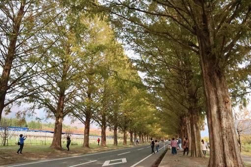 メタセコイア並木 メタセコイア,メタセコイア並木,滋賀の写真素材