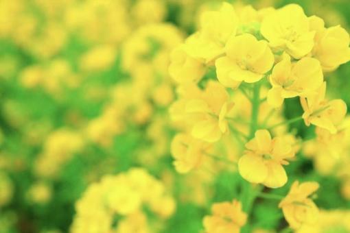 菜の花 菜の花の写真