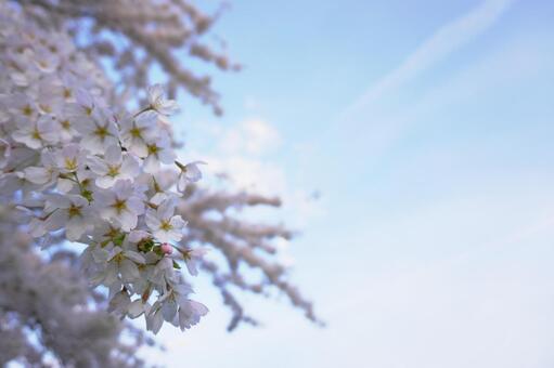 桜と空 桜と空の写真