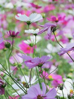 コスモスの写真