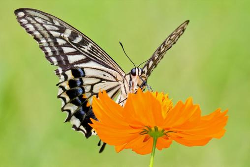 吸蜜するナミアゲハ 吸蜜するナミアゲハ ナミアゲハ,並揚羽,アゲハチョウの写真素材