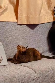 狙うニャンコ 狙うニャンコの写真