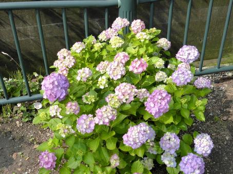 用水路脇の花壇で咲き始めたアジサイ 用水路脇の花壇で咲き始めたアジサイの写真