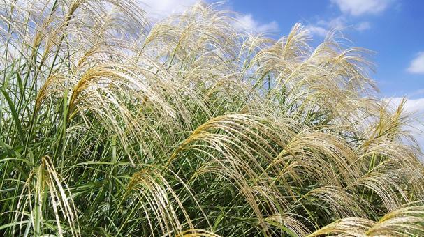ススキ-87 ススキ,なびく,青空の写真素材